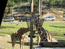Жирафы - из перевоспитанных северных оленей